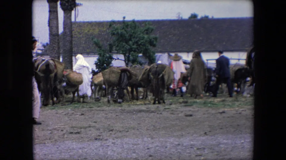 1971 Algeria frame showing people in long robes and white head coverings walking past donkeys and cattle in a rural yard bordered by palm trunks and a low roofed building.