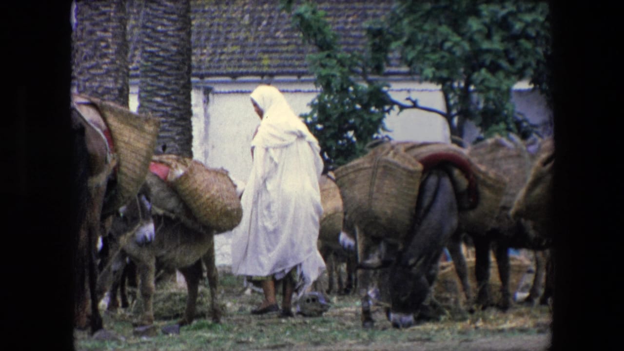 In 1971 Algeria, a person in a white hooded garment moves among donkeys fitted with large woven baskets near palm trunks and simple buildings.