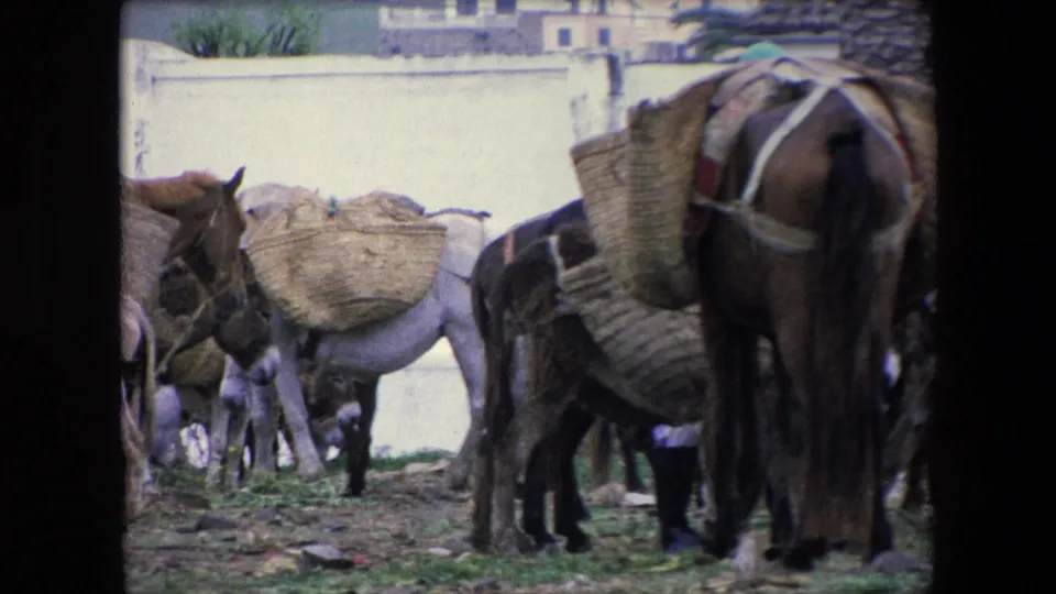 In 1971 Algeria, several loaded donkeys stand close together beside a pale wall, with woven baskets and tack visible in the foreground.