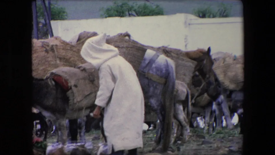 In 1971 Algeria, a person in a pale hooded garment bends beside donkeys carrying woven baskets, suggesting care or handling of the animals in a public outdoor setting.