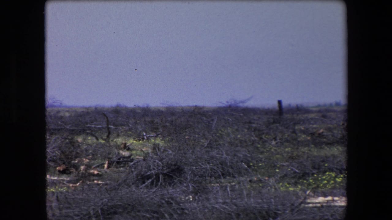 Low brush, broken branches, and debris spread across open ground.