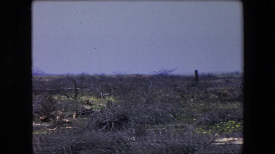 1971 Algeria 8mm frame looking across damaged scrubland with broken branches, scattered debris, and a flat horizon.
