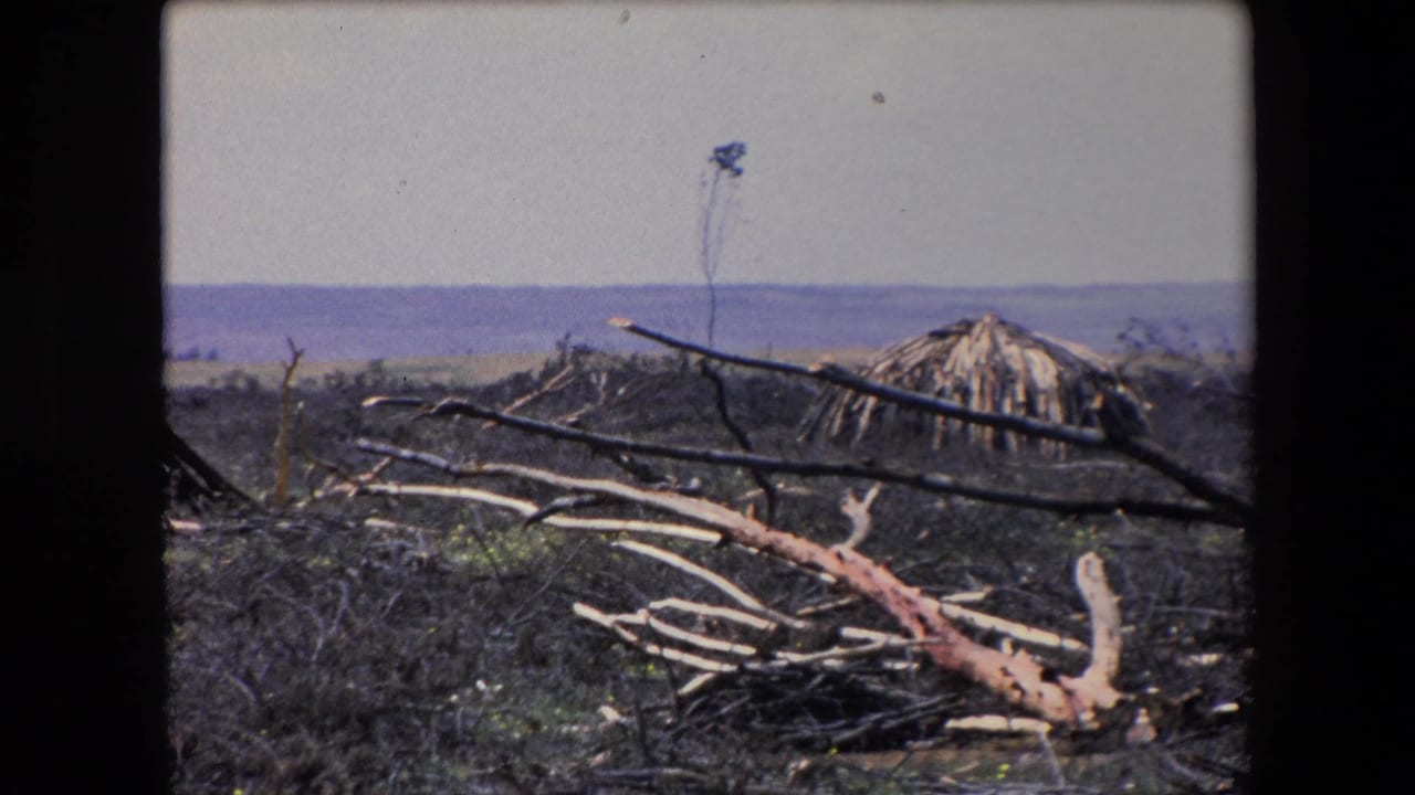 1971 Algeria 8mm frame showing fallen branches across scrubby ground with a conical thatched hut set back under a pale sky.
