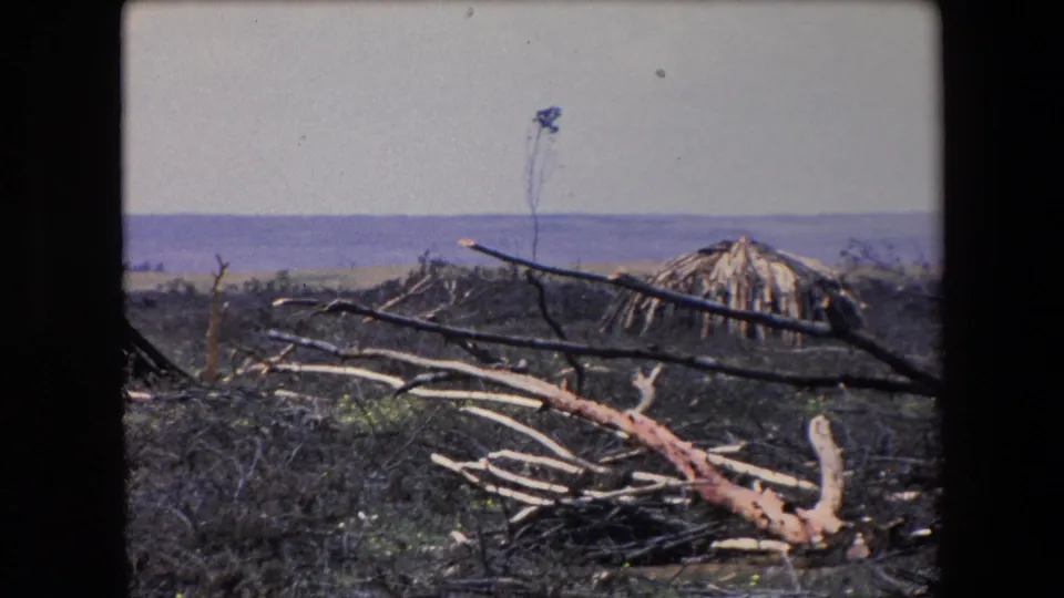1971 Algeria 8mm frame showing fallen branches across scrubby ground with a conical thatched hut set back under a pale sky.