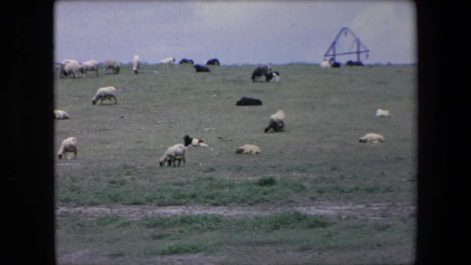 A flock of sheep grazes across open Algerian pasture in 1971 8mm footage, with low hills and a small distant structure visible near the horizon.