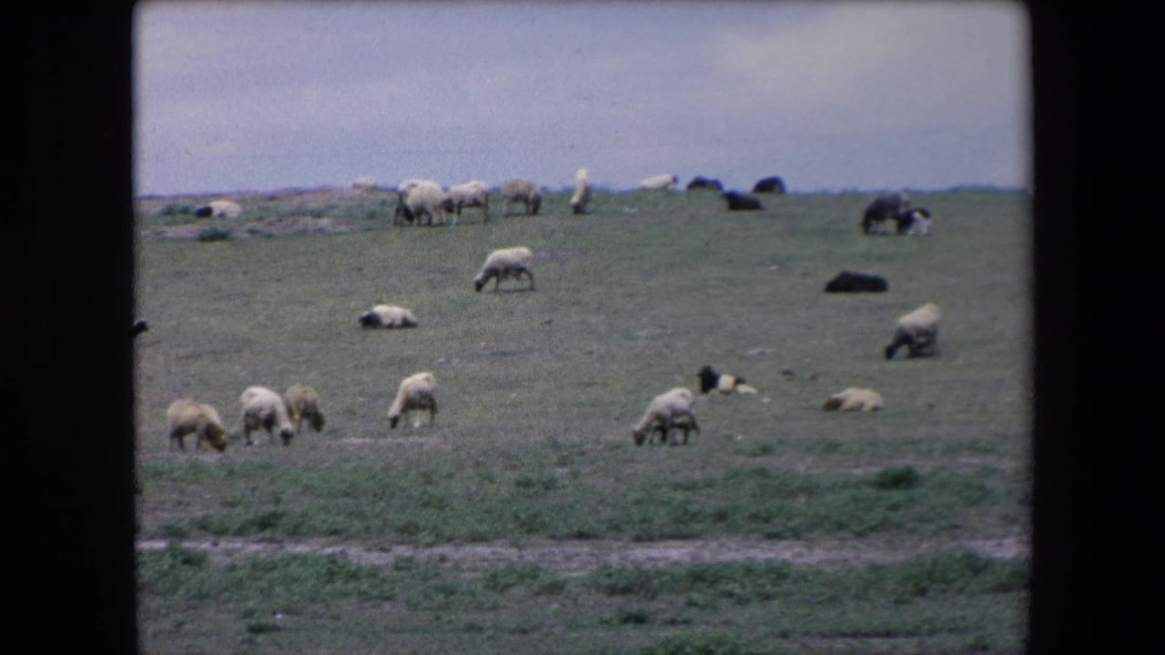 1971 Algeria 8mm frame showing white and black sheep scattered across an open grassy hillside beneath an overcast sky.
