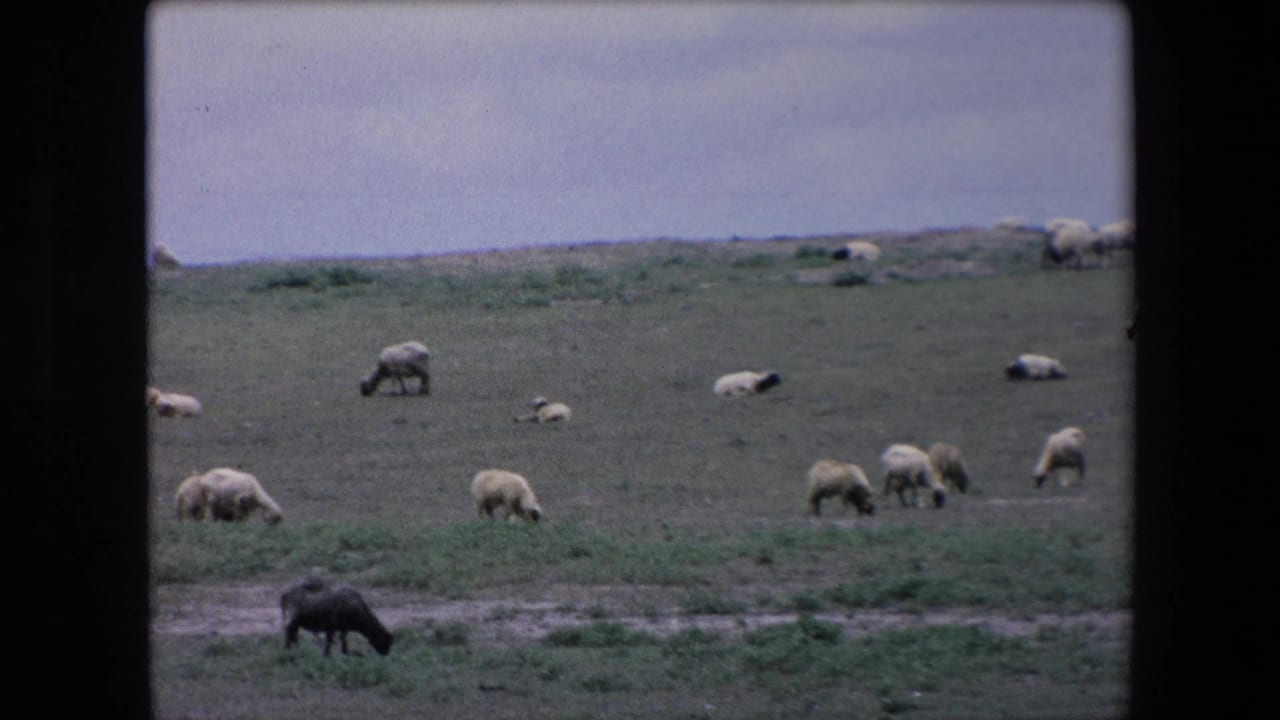 1971 Algeria home-movie frame with sheep grazing across open grassland and a dark sheep feeding near the lower foreground.
