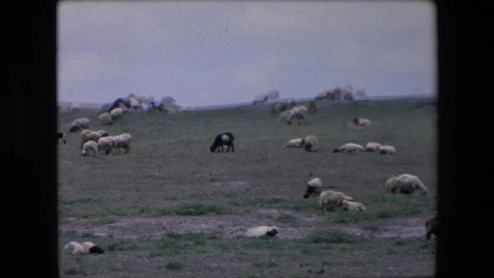 1971 Algeria 8mm frame showing sheep grazing and resting on a sloped field, with low rocks or shrubs along the distant ridge.