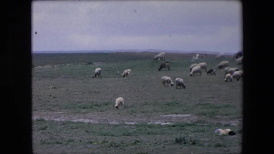 1971 Algeria home-movie frame with a wide view of sheep grazing across a muted green field under a pale, cloudy sky.