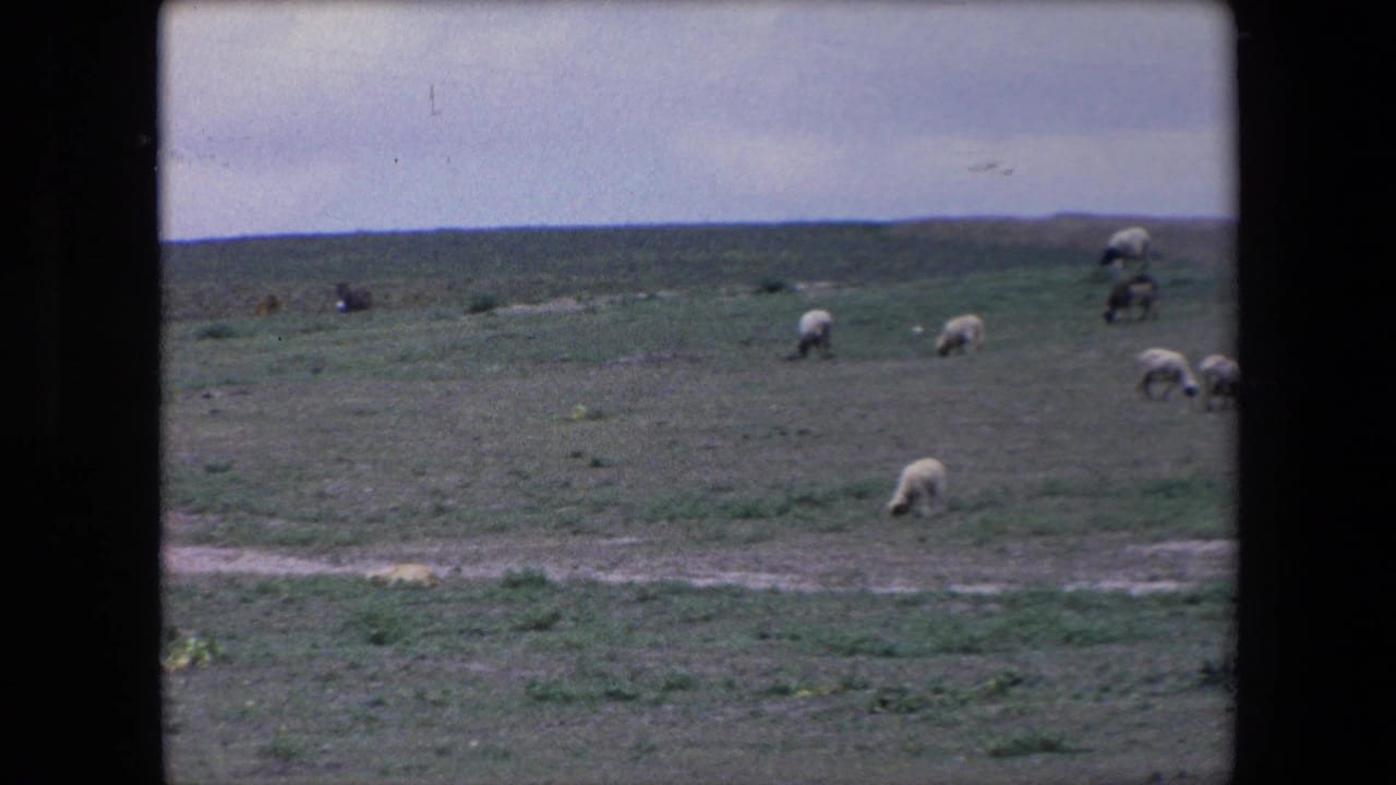In 1971 Algeria 8mm footage, sheep are scattered across a broad grassy plain with low hills and an overcast sky in the distance.