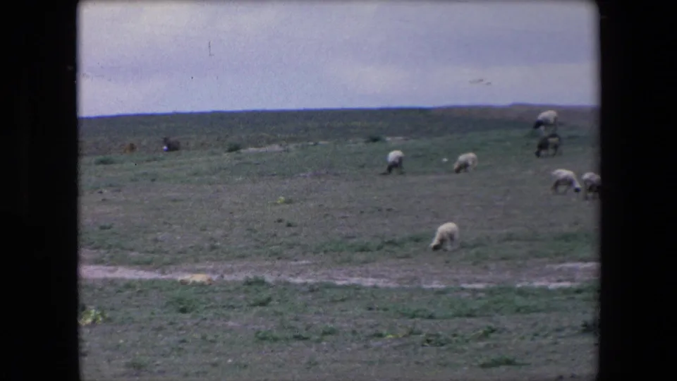 In 1971 Algeria 8mm footage, sheep are scattered across a broad grassy plain with low hills and an overcast sky in the distance.