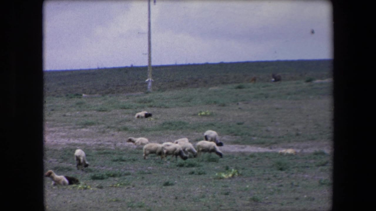 A flock of sheep grazes near a utility pole in an open field.