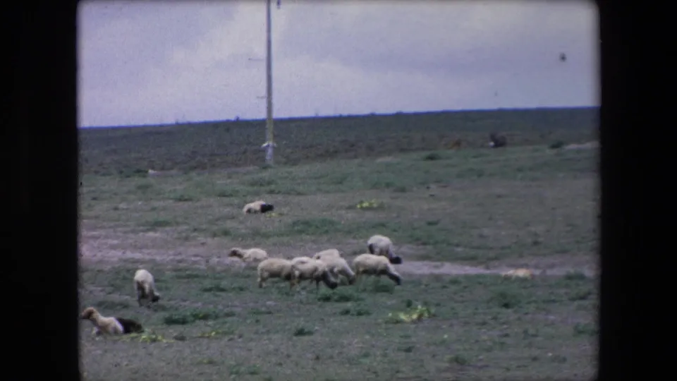 In 1971 Algeria 8mm footage, a small flock grazes on sparse grass near a utility pole on a broad rural plain.
