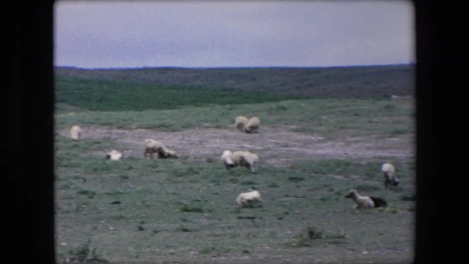 In 1971 Algeria 8mm footage, sheep graze and rest across patchy ground with low vegetation and distant terrain beyond the field.