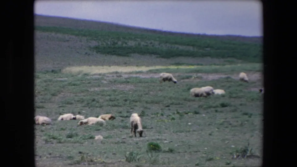 In 1971 Algeria 8mm footage, sheep move and feed across an open, slightly sloping rural field under muted overcast light.