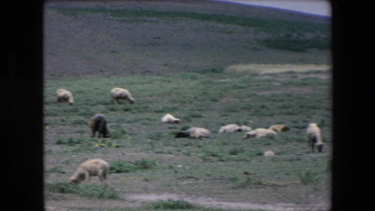 1971 Algeria 8mm frame showing sheep scattered across a broad grassy field, some grazing and others lying down beneath open hillside terrain.