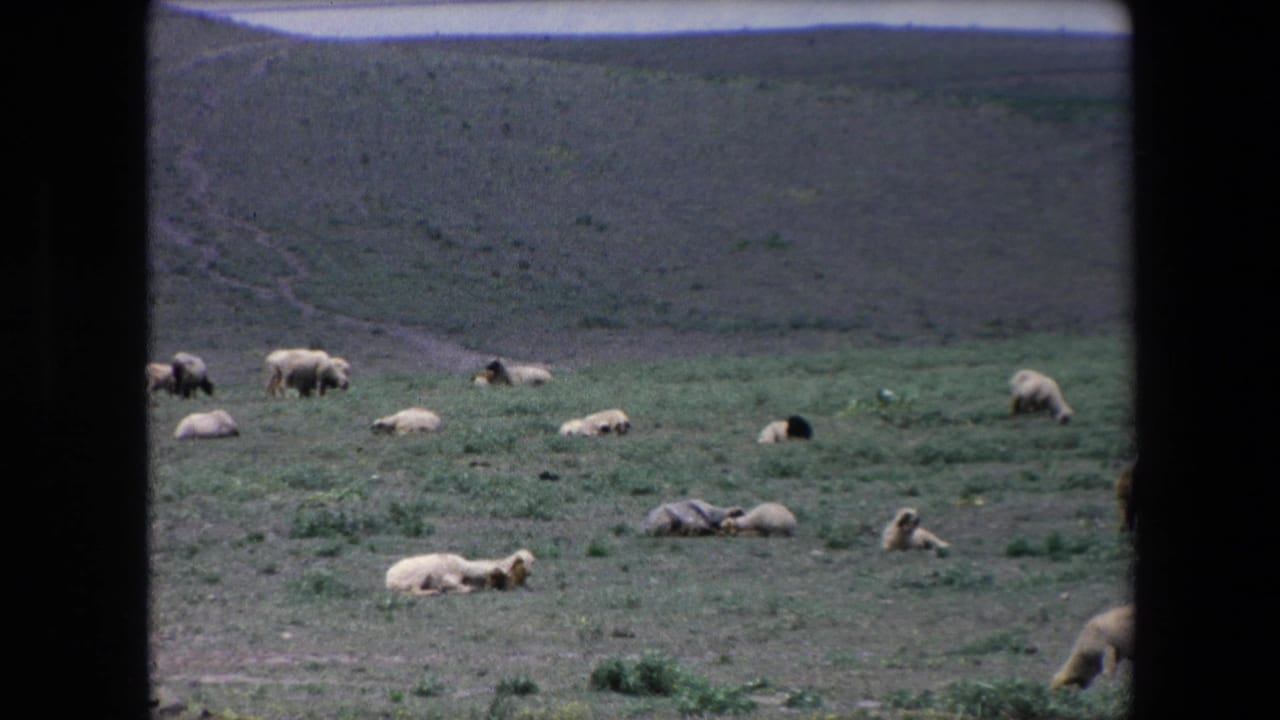1971 Algeria 8mm frame with sheep dispersed across a sunlit hillside pasture, including grazing animals and several lying in the grass.