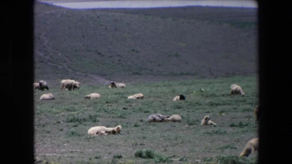 1971 Algeria 8mm frame with sheep dispersed across a sunlit hillside pasture, including grazing animals and several lying in the grass.