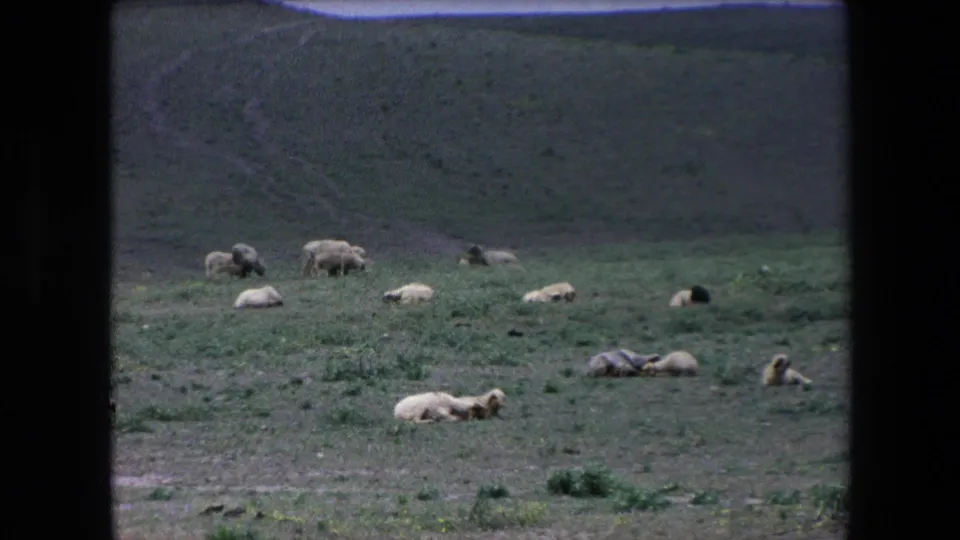 1971 Algeria 8mm frame showing a wide rural pasture with sheep lying down and grazing across open ground and a low hillside.