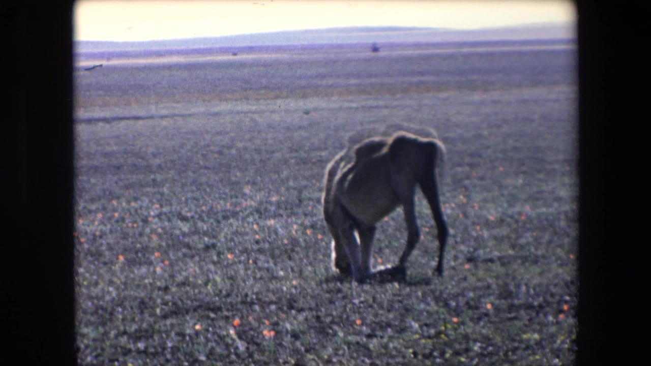 A camel grazes in a flat open field with a bright horizon behind it.