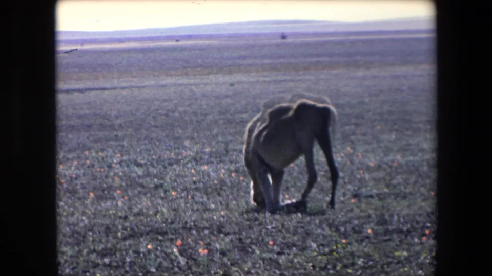 A camel grazes alone in an open Algerian desert field, backlit against a pale horizon in faded 8mm color.