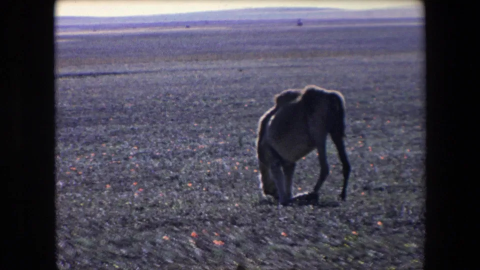 The camel remains grazing in a wide arid field, with distant horizon bands and soft 8mm exposure shaping the scene.