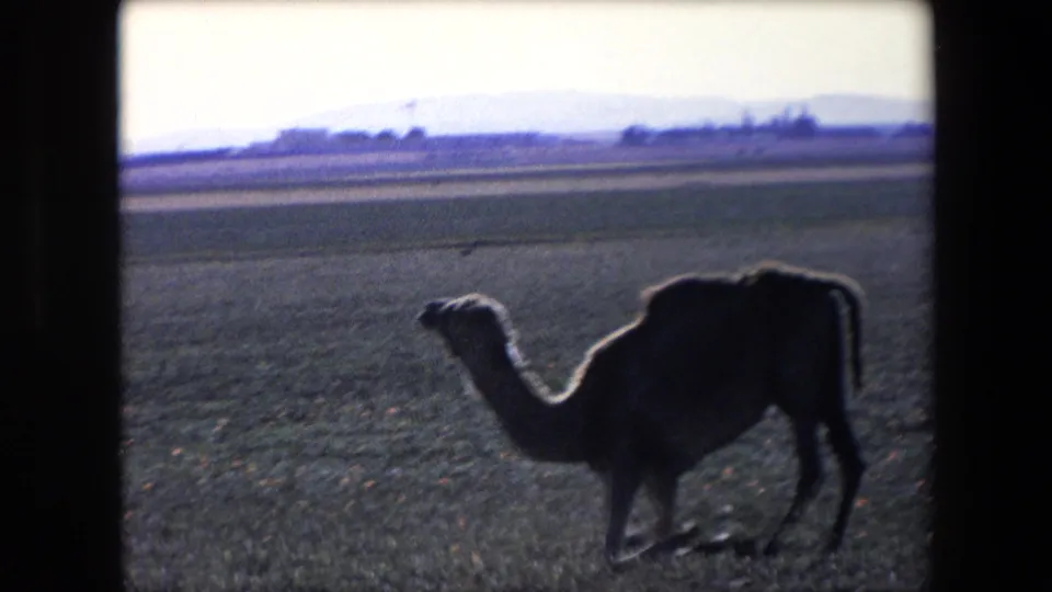 A camel stands in side profile in the Algerian landscape, silhouetted by backlight with distant hills and open ground behind it.