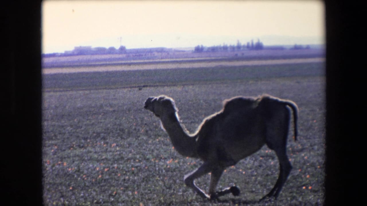 Adult camel in silhouette crosses an open Algerian field in 1971, with distant low buildings and a pale horizon in the background.
