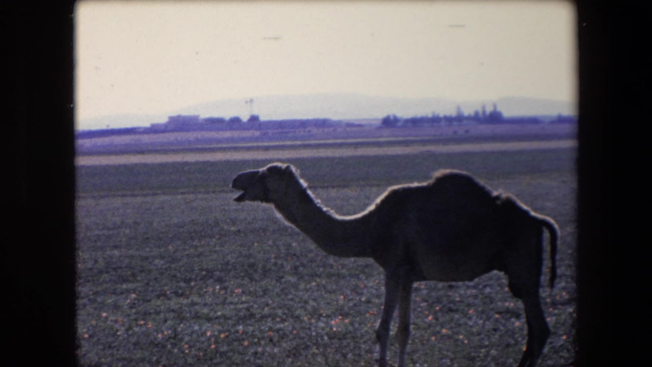 Backlit adult camel shown in profile in a broad Algerian field, with low distant structures and a hazy skyline visible beyond the pasture.