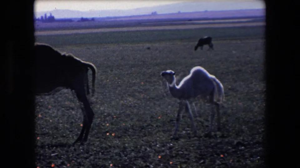 Pale baby camel stands in the open field in Algeria, while part of a darker adult camel is cropped at the left edge and another animal appears in the distance.
