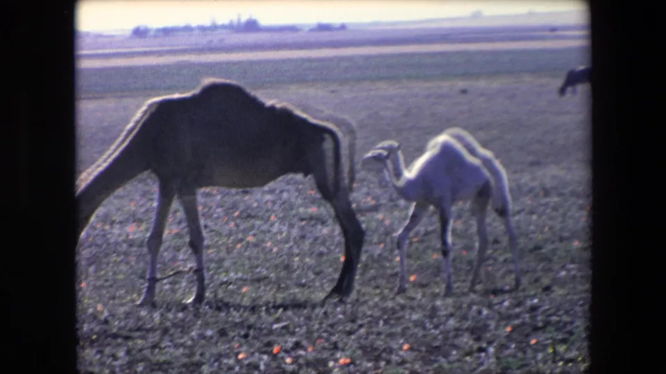 Adult camel and pale young camel stand close together in a backlit Algerian field, with the young camel positioned near the adult's side.