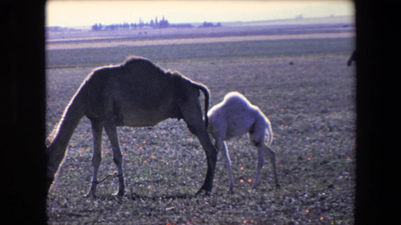 In metadata-supported 1971 Algeria footage, an adult camel grazes while a small pale calf stands close beside it on flat arid ground.