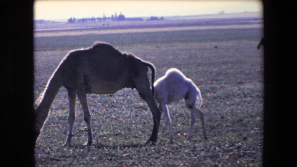 In metadata-supported 1971 Algeria footage, an adult camel grazes while a small pale calf stands close beside it on flat arid ground.