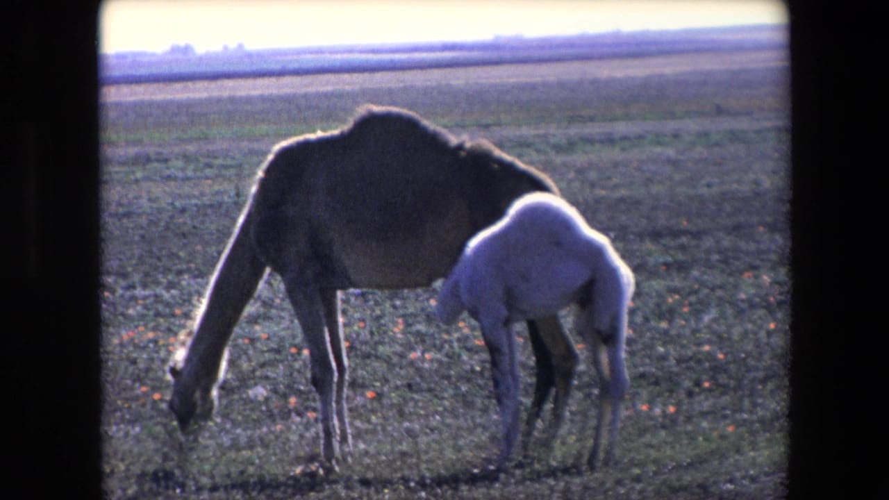 Adult camel bends to graze as a pale calf stands close under its side.