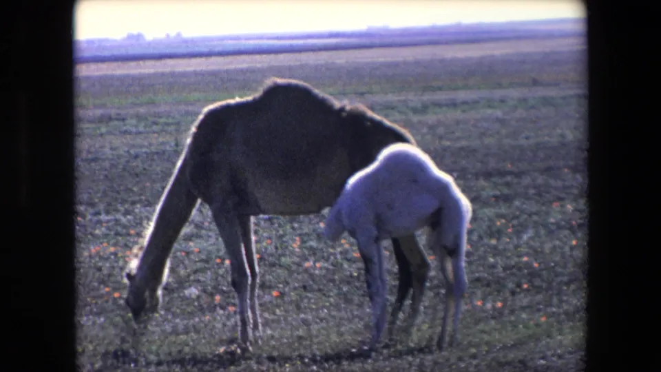 The adult camel lowers its head to graze while the pale calf remains close against its body in the open Algerian desert landscape.