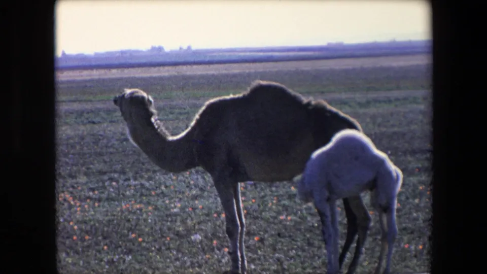 The adult camel lifts its head in profile as the small pale calf stays near its underside, with sparse arid terrain stretching behind them.