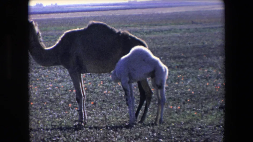 The adult camel stands in side view beside the pale calf in a backlit Algerian desert scene recorded on 8mm home-movie film.