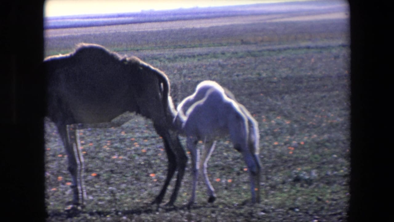 In 1971 Algeria 8mm footage, a pale camel calf stands beneath or beside an adult camel on sparse open terrain as the adult lowers its head.