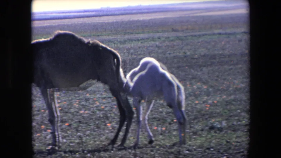 In 1971 Algeria 8mm footage, a pale camel calf stands beneath or beside an adult camel on sparse open terrain as the adult lowers its head.