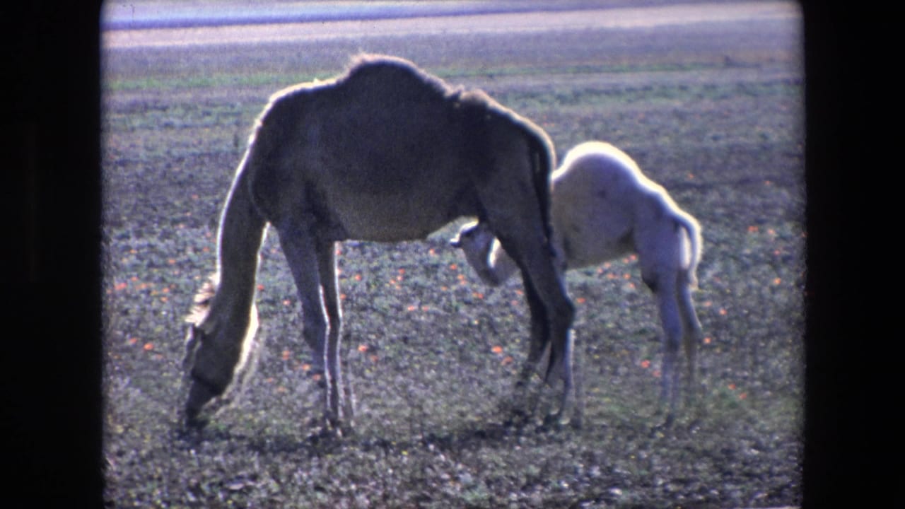 In the Algerian 1971 home-movie frame, an adult camel grazes in bright light while a pale calf tucks under its body to nurse.