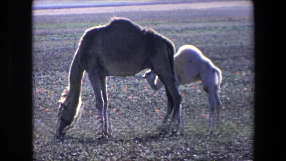 In the Algerian 1971 home-movie frame, an adult camel grazes in bright light while a pale calf tucks under its body to nurse.