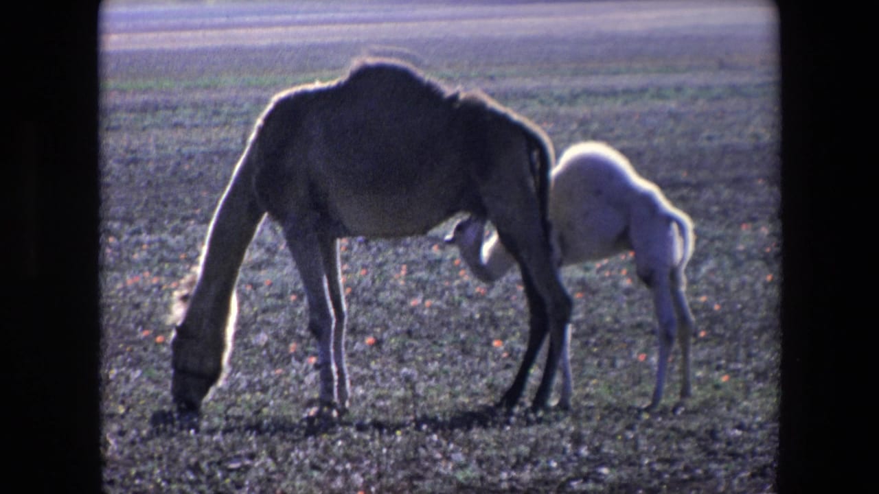 Camel calf remains close under the adult camel as it grazes.