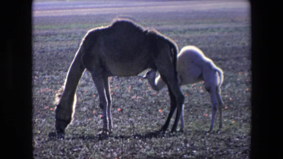 A 1971 Algeria 8mm frame shows the adult camel with head down grazing while the pale calf stays pressed near the underside of the body.