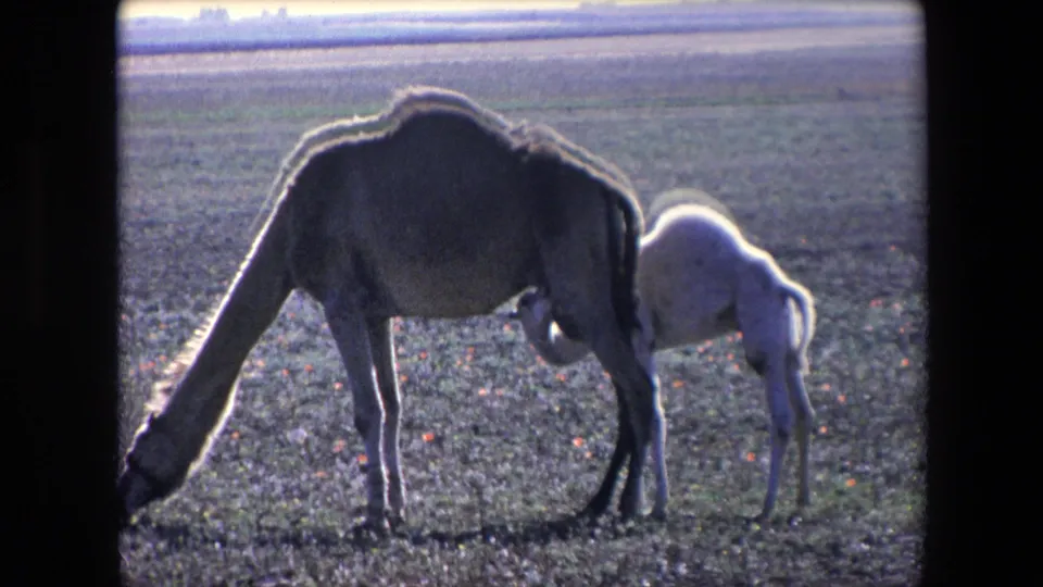 The final 1971 Algeria frame shows the adult camel bent low to graze, with the pale calf standing close against a wide, sparse landscape.