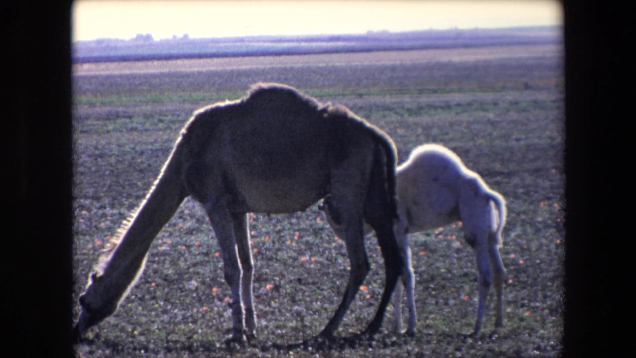 Two dromedary camels, one darker and one lighter, stand in a flat rural field in archival 8mm travel footage from the early 1970s.