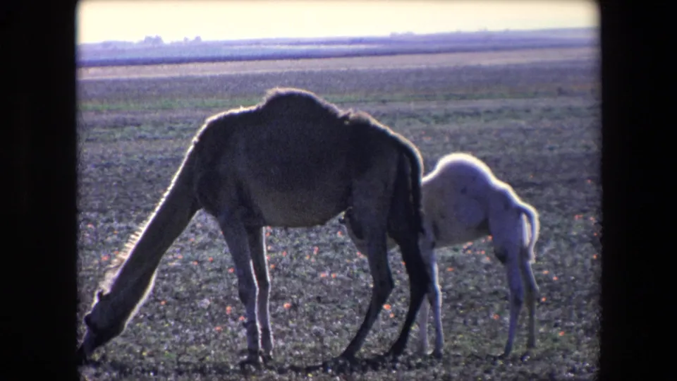 Two dromedary camels, one darker and one lighter, stand in a flat rural field in archival 8mm travel footage from the early 1970s.