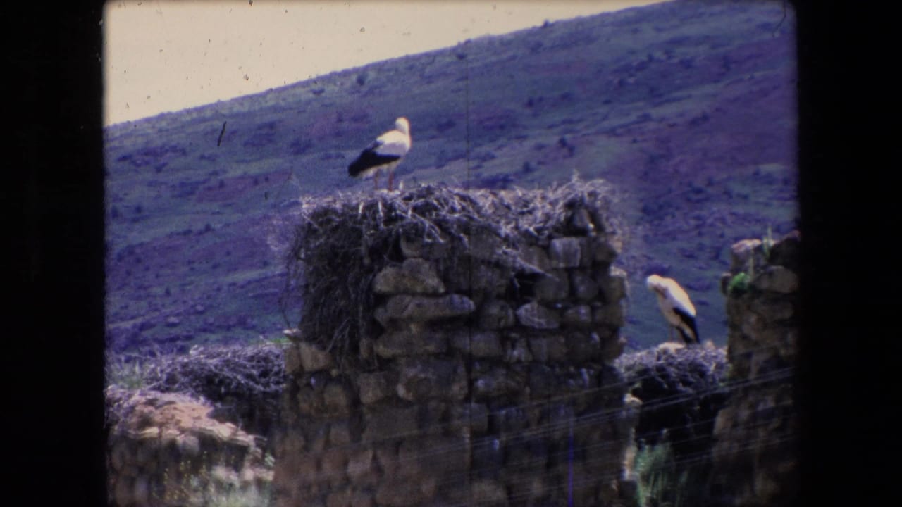 1971 Algeria 8mm frame showing two white storks with black wing markings on a weathered stone ruin and nest, with a sloping rural hillside behind them.