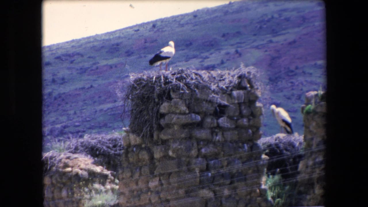 1971 Algeria 8mm frame with one stork standing high on a nest and another lower on the stone structure, backed by a muted hillside landscape.