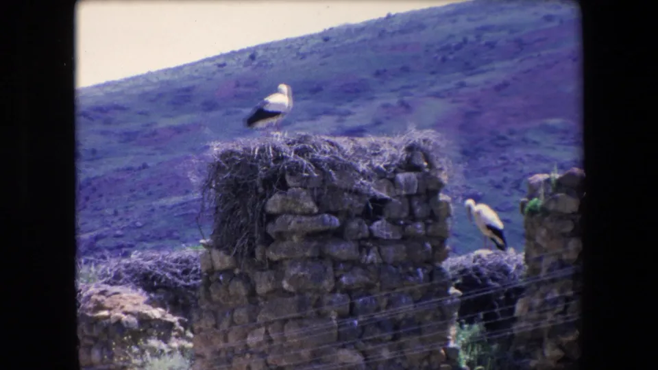 1971 Algeria 8mm frame showing the nest-covered stone ruin from a slightly shifted handheld angle, with two storks visible against the rural hillside.