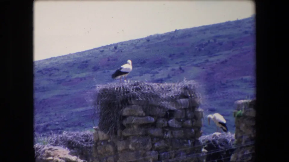 1971 Algeria 8mm frame with a stork standing on the nest at the top of a weathered stone wall and a second stork partly visible near the right edge.